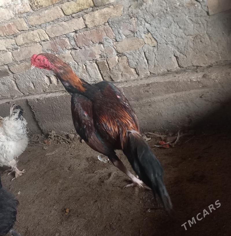 horaz - Çärjew - img 1