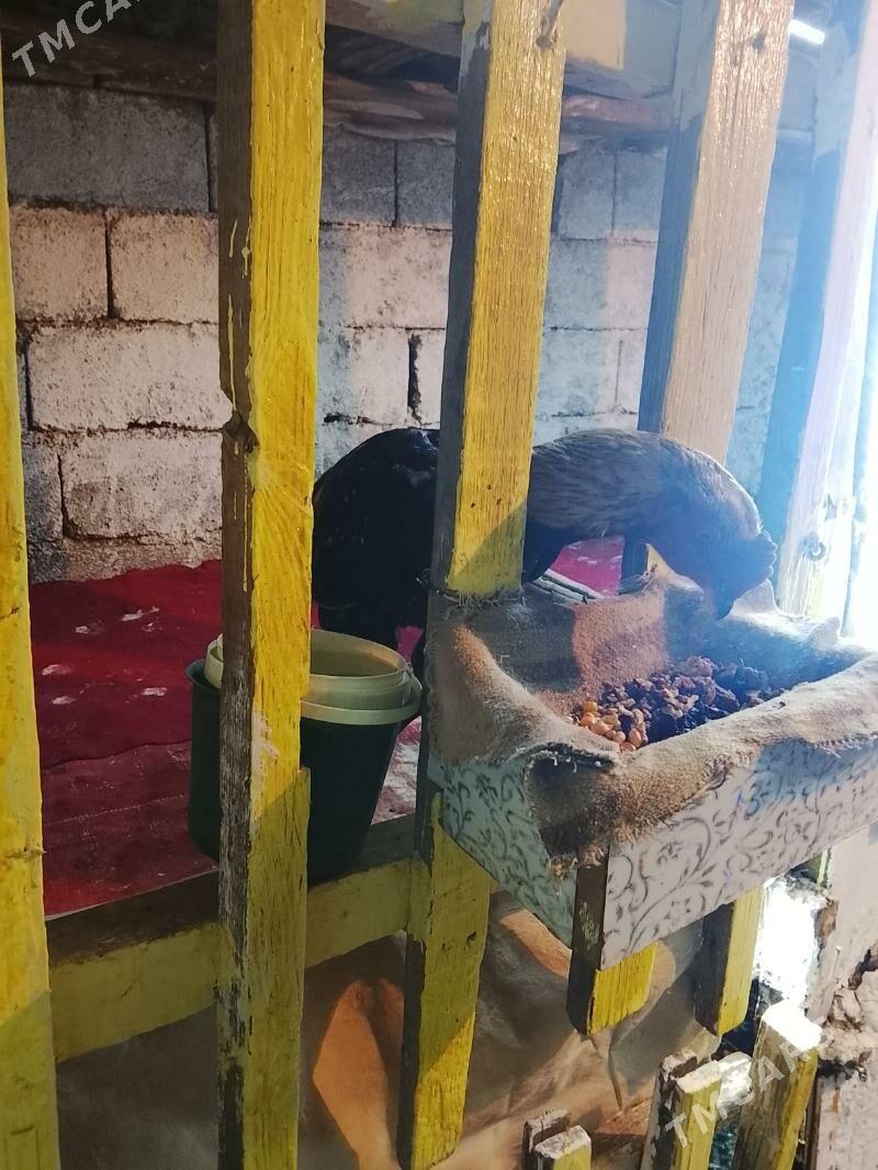 taskent - Багир - img 1