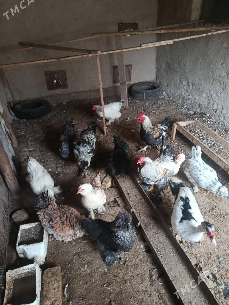 towuk - Мары - img 1