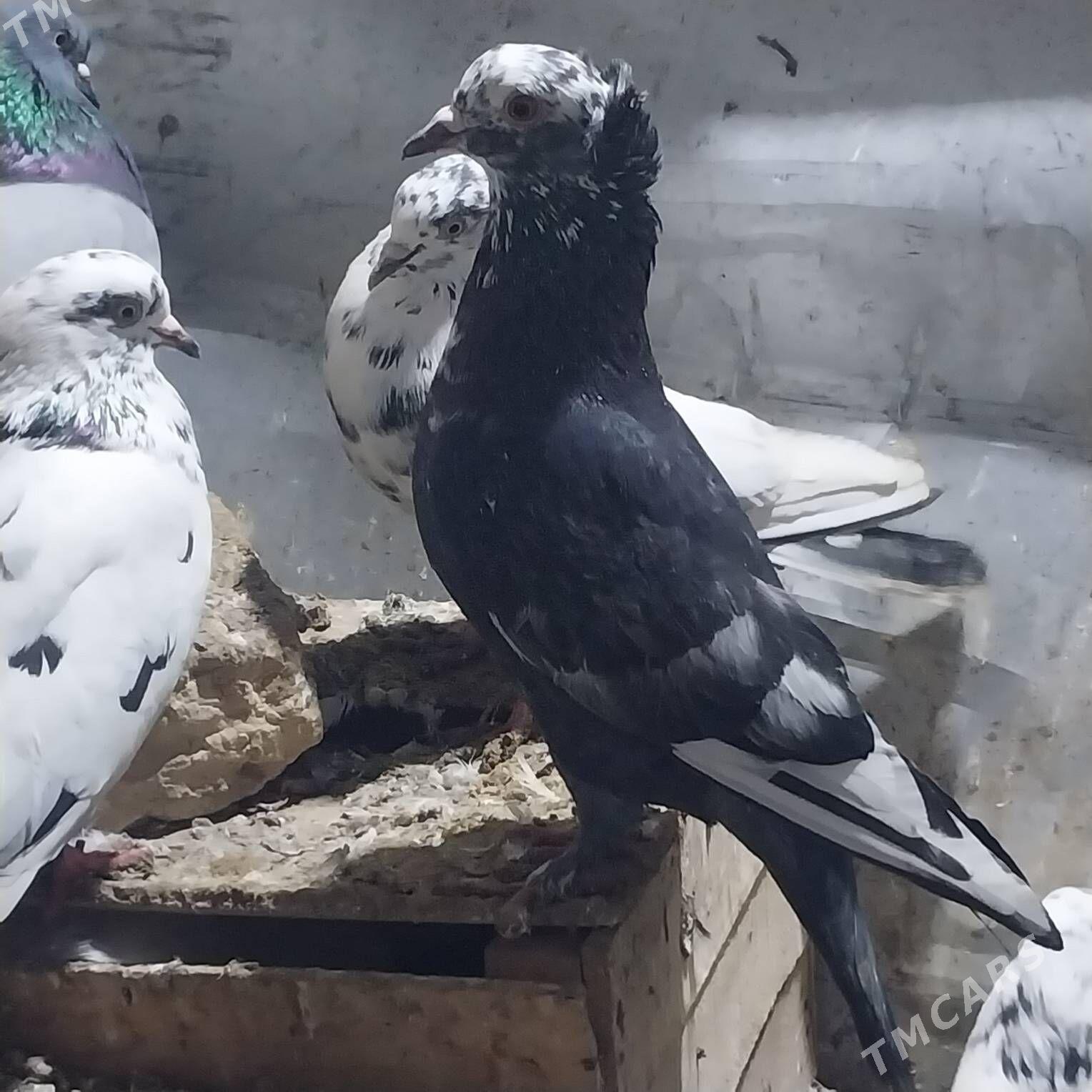 KEPDERI. - Murgap - img 1