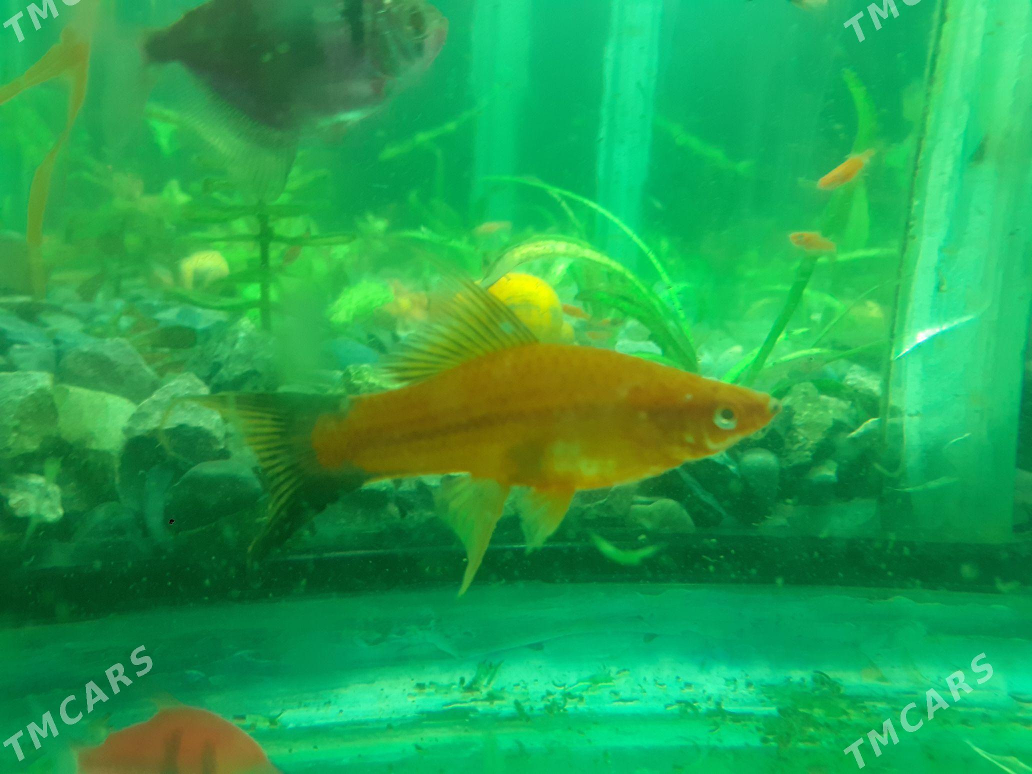 Akwarium balyklar - Туркменабат - img 1