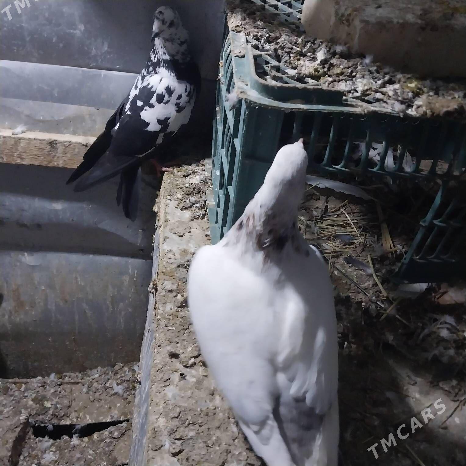 KEPDERI. - Мургап - img 1