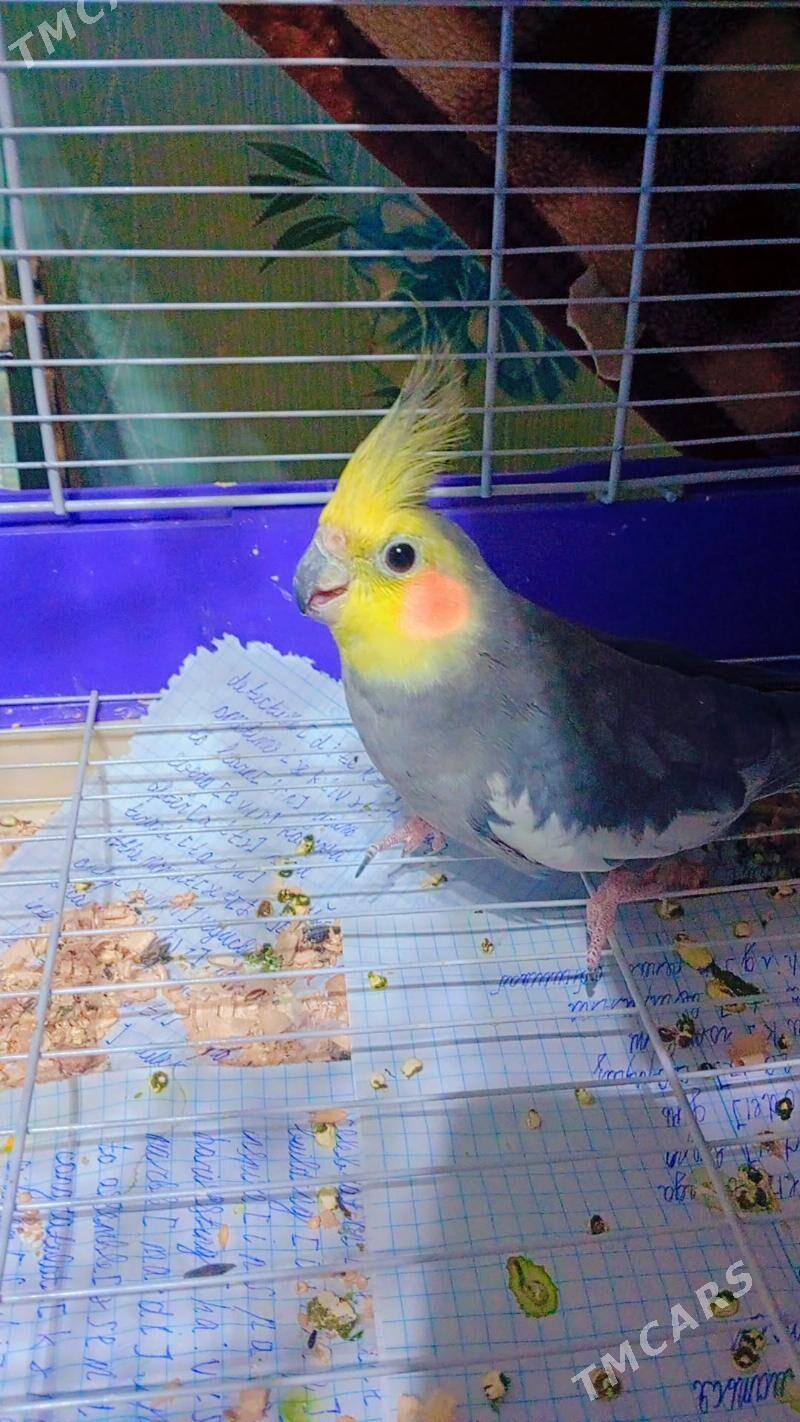 корела - Aşgabat - img 1