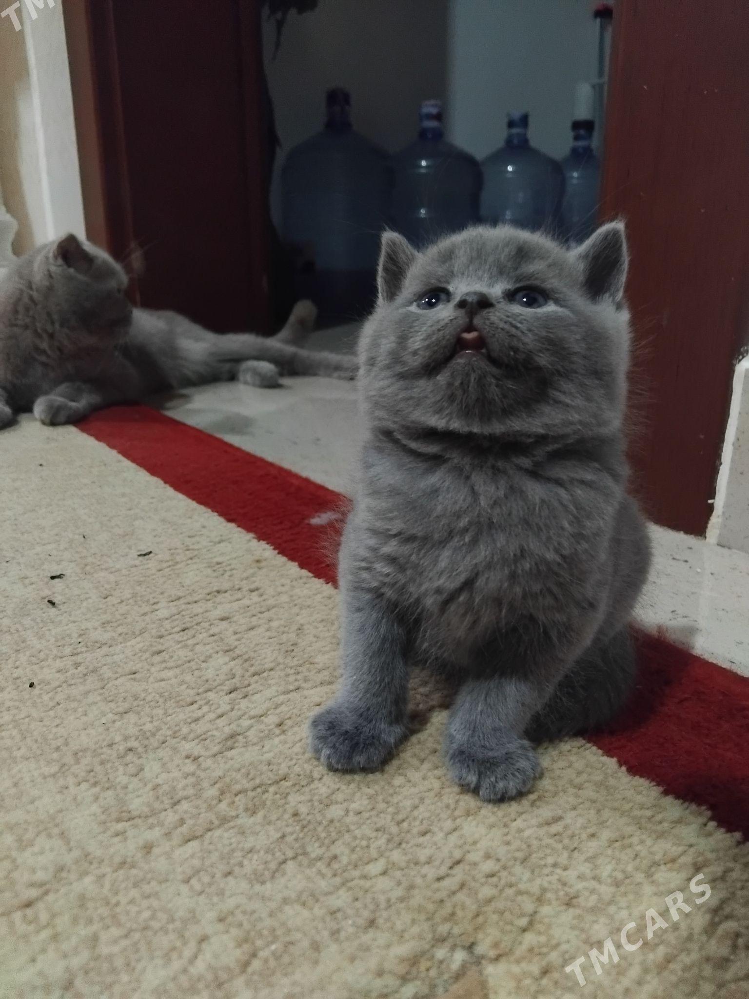 Вислоухие котята - Ашхабад - img 1