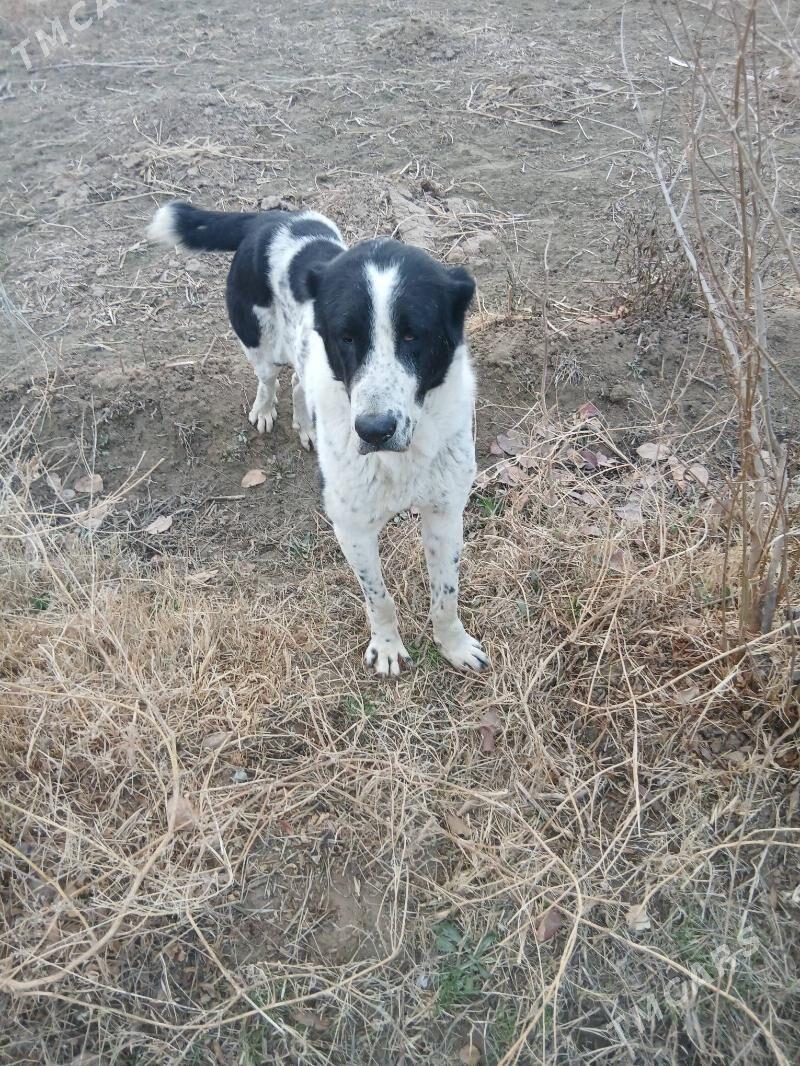 YAGDAYY GATY GOVY ALABAY TOHUM - Mary - img 1