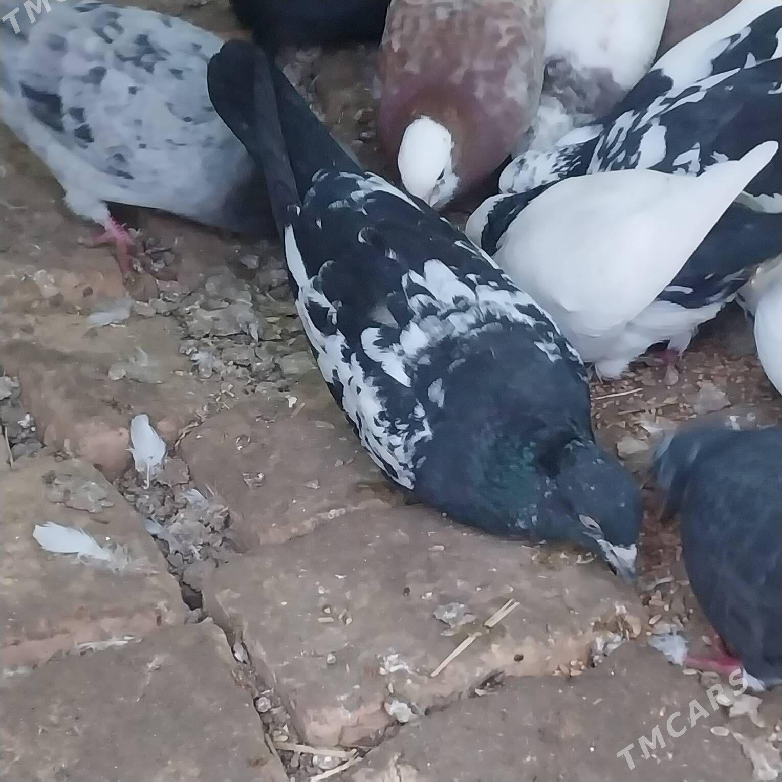 EYRAN GUSLAR. - Мургап - img 1