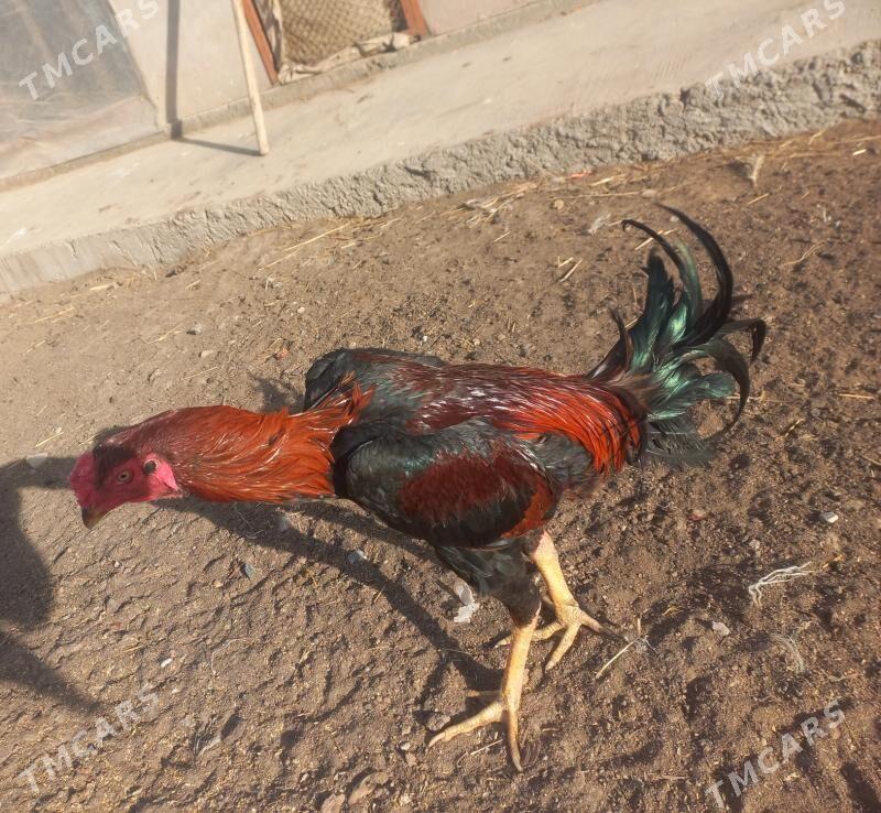 horaz - Çärjew - img 1