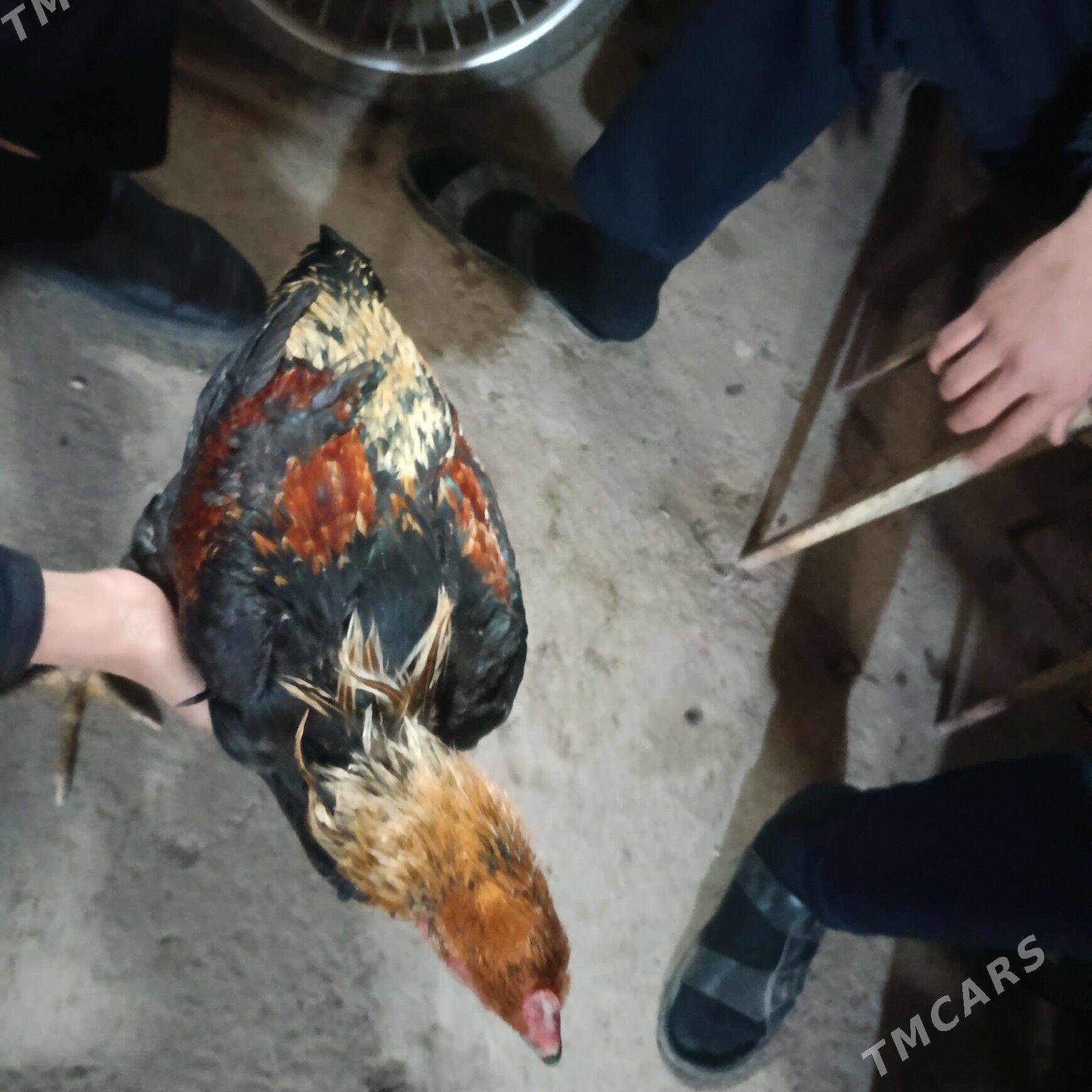 хораз - Чарджоу - img 1