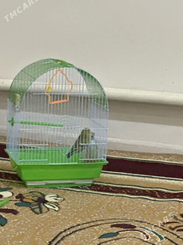 toty guş - Türkmenabat - img 1