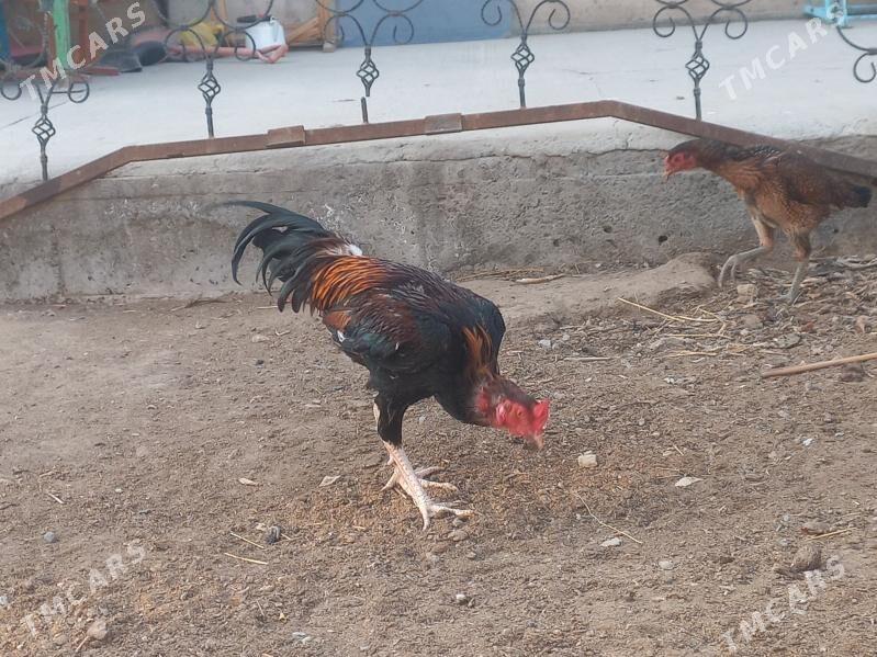 horaz - Çärjew - img 1