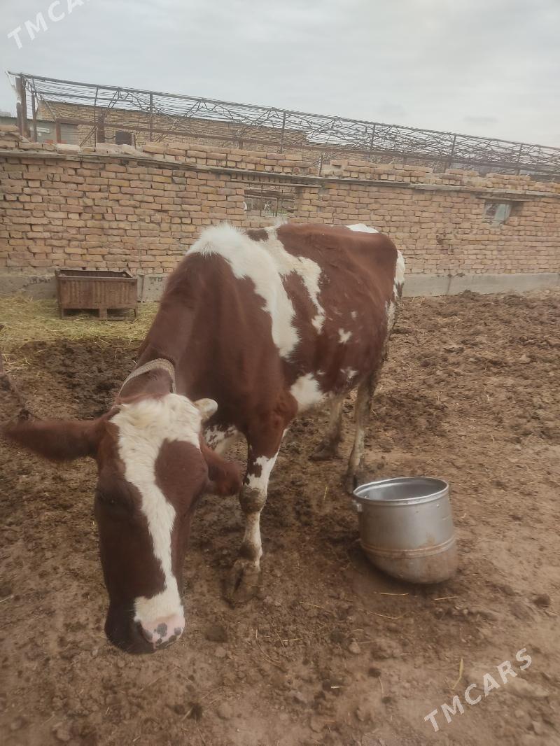 simental saglyk - Çärjew - img 1