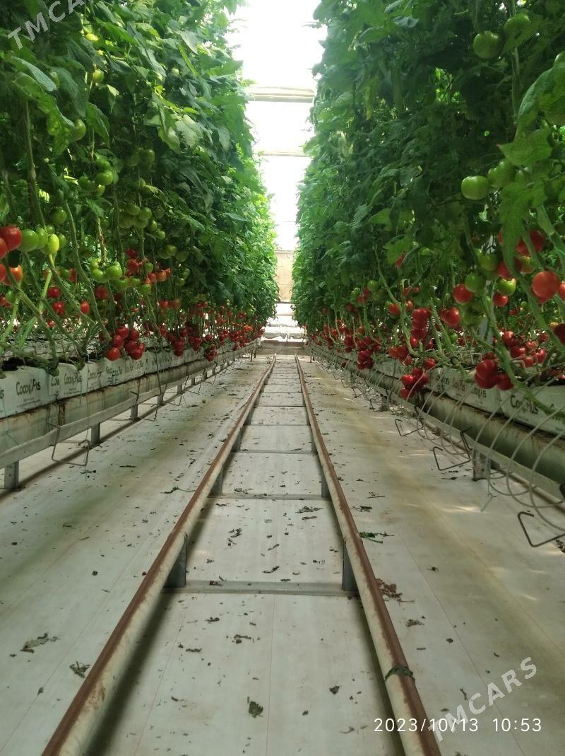 TEPLİSSA İSGAR GEREK - Ашхабад - img 1