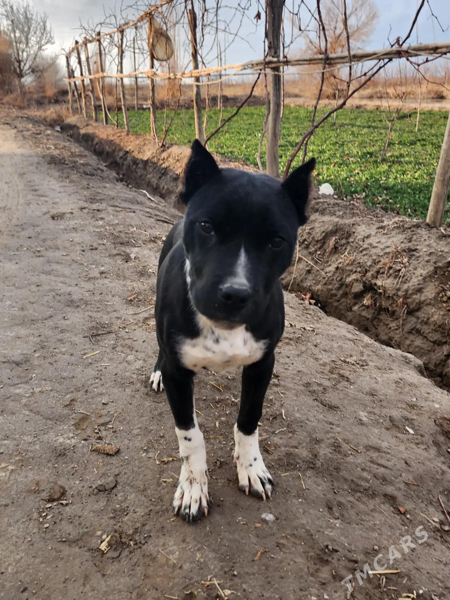 pitbul - Туркменабат - img 1