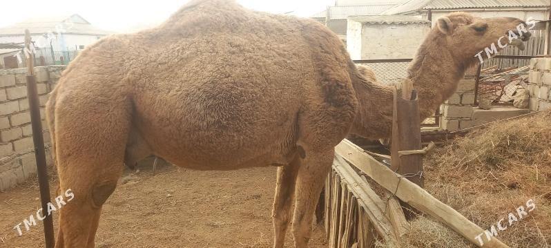 Düýe - Esenguly - img 1