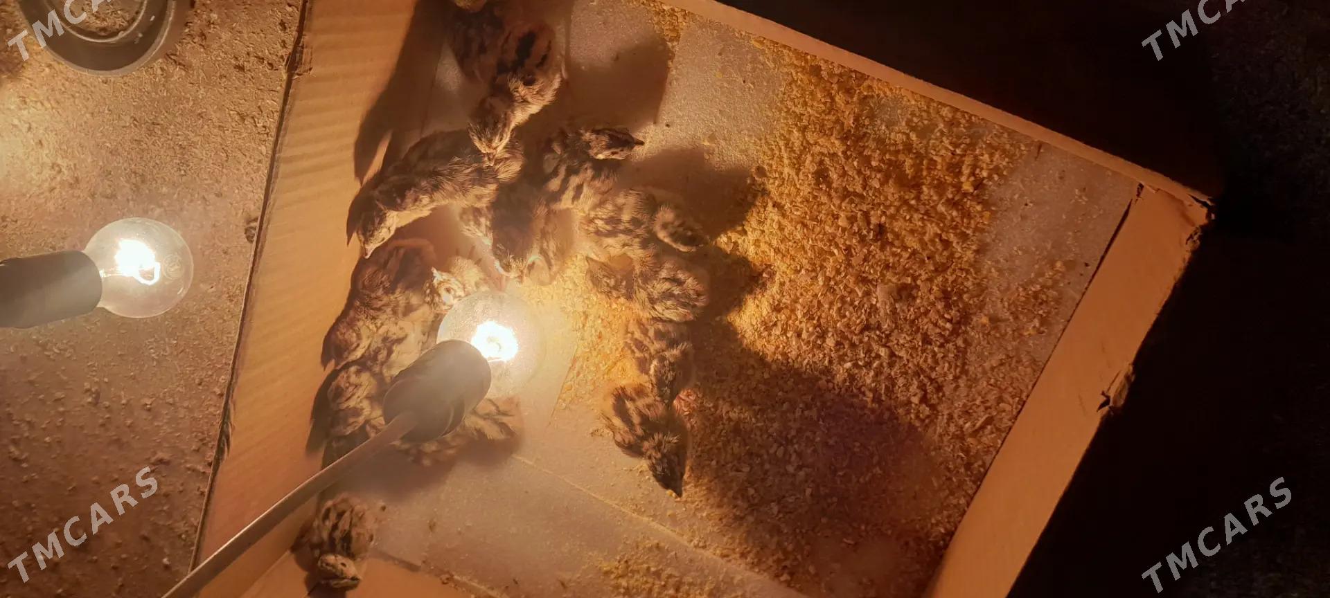 Solgun juje - Гёкдепе - img 1