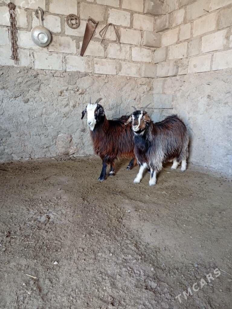 bogaz çebiş - Gumdag - img 1