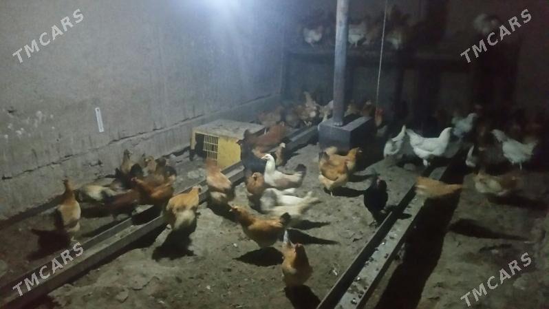 Towyk - Теджен - img 1