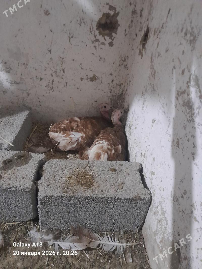 Kùrk Induk. - Gökdepe - img 1