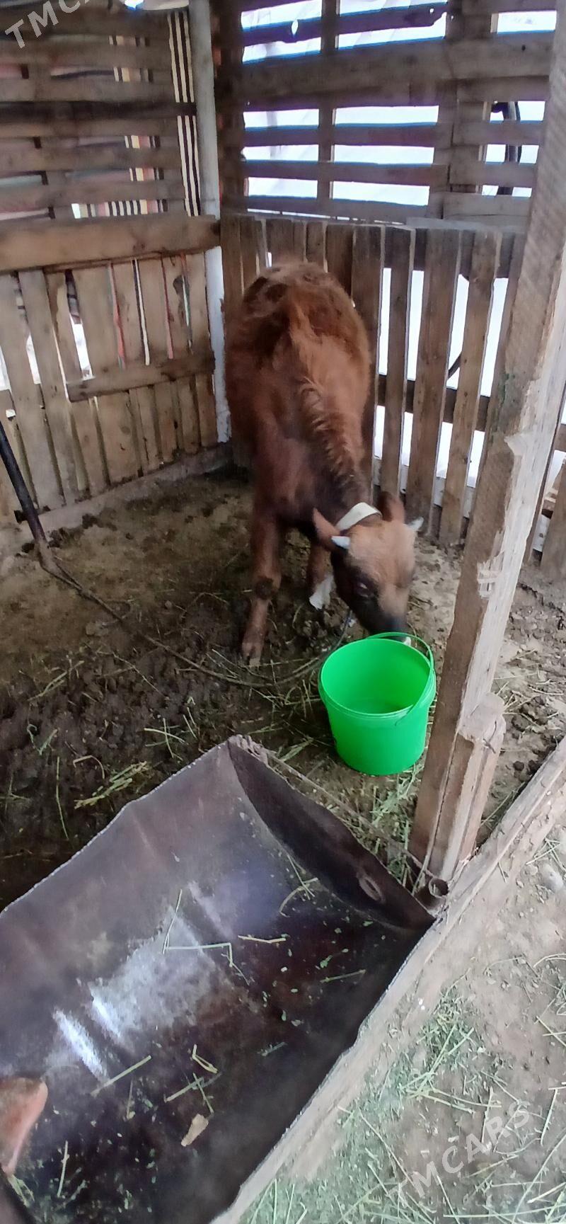 öküz - Gökje - img 1