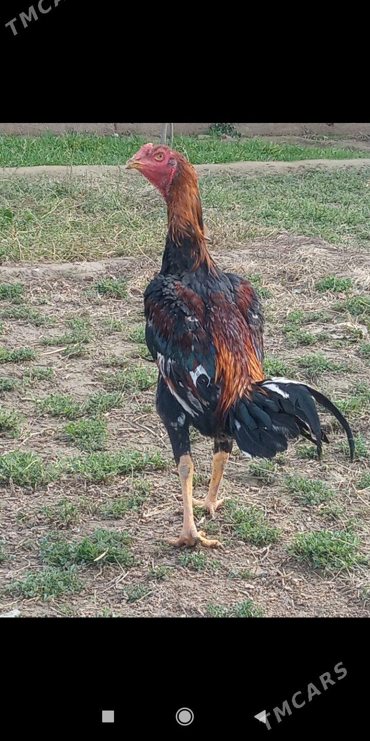 Taşkent - Бузмеин - img 1