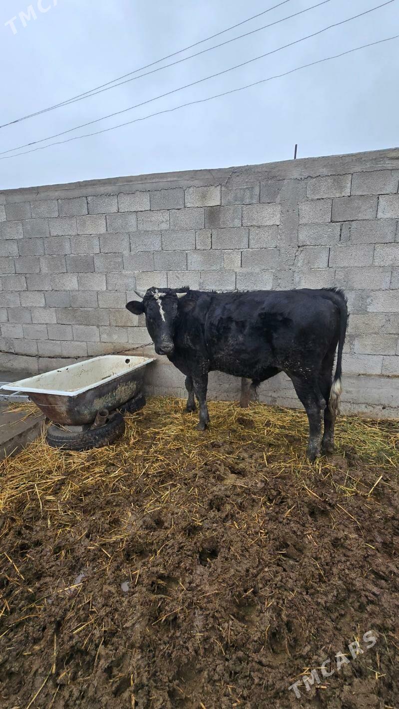 òkùz - Aşgabat - img 1