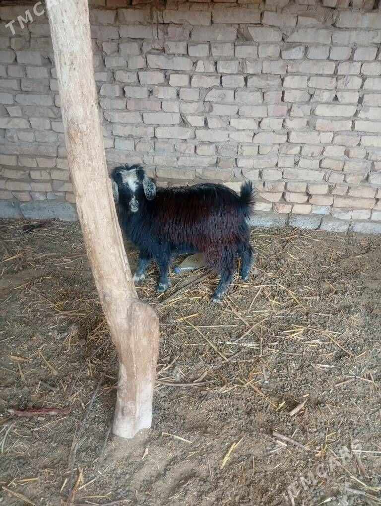 cewisler - Чарджоу - img 1