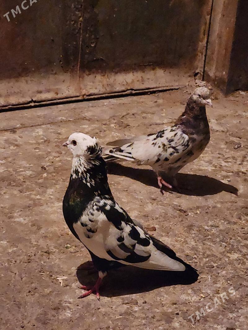 kepderi - Туркменбаши - img 1