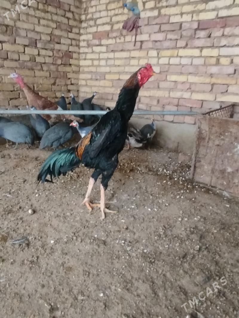 Bayes Horaz - Tejen - img 1