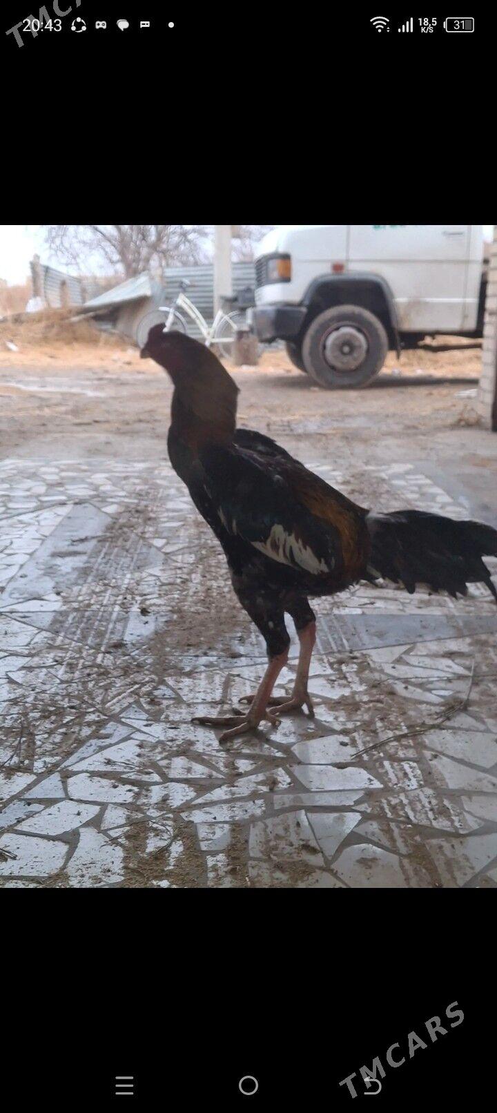 horaz - Туркменабат - img 1