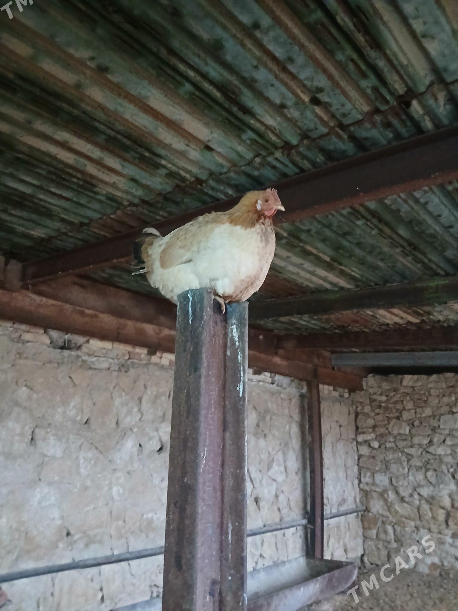 towyk - Гызыларбат - img 1