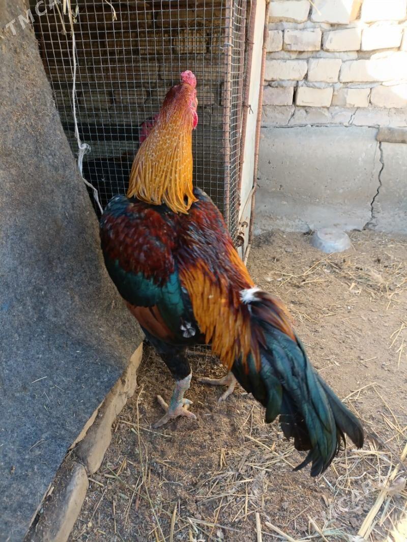 horaz - Фарап - img 1