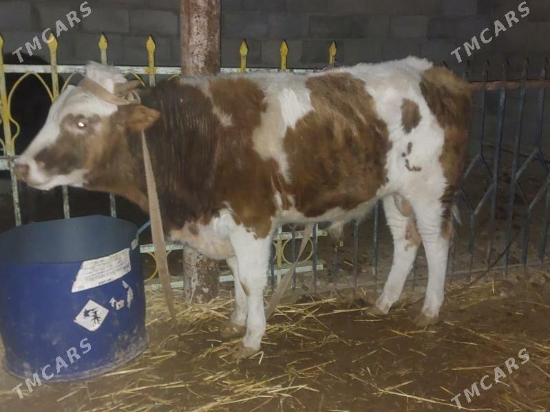 okuz - Балканабат - img 1