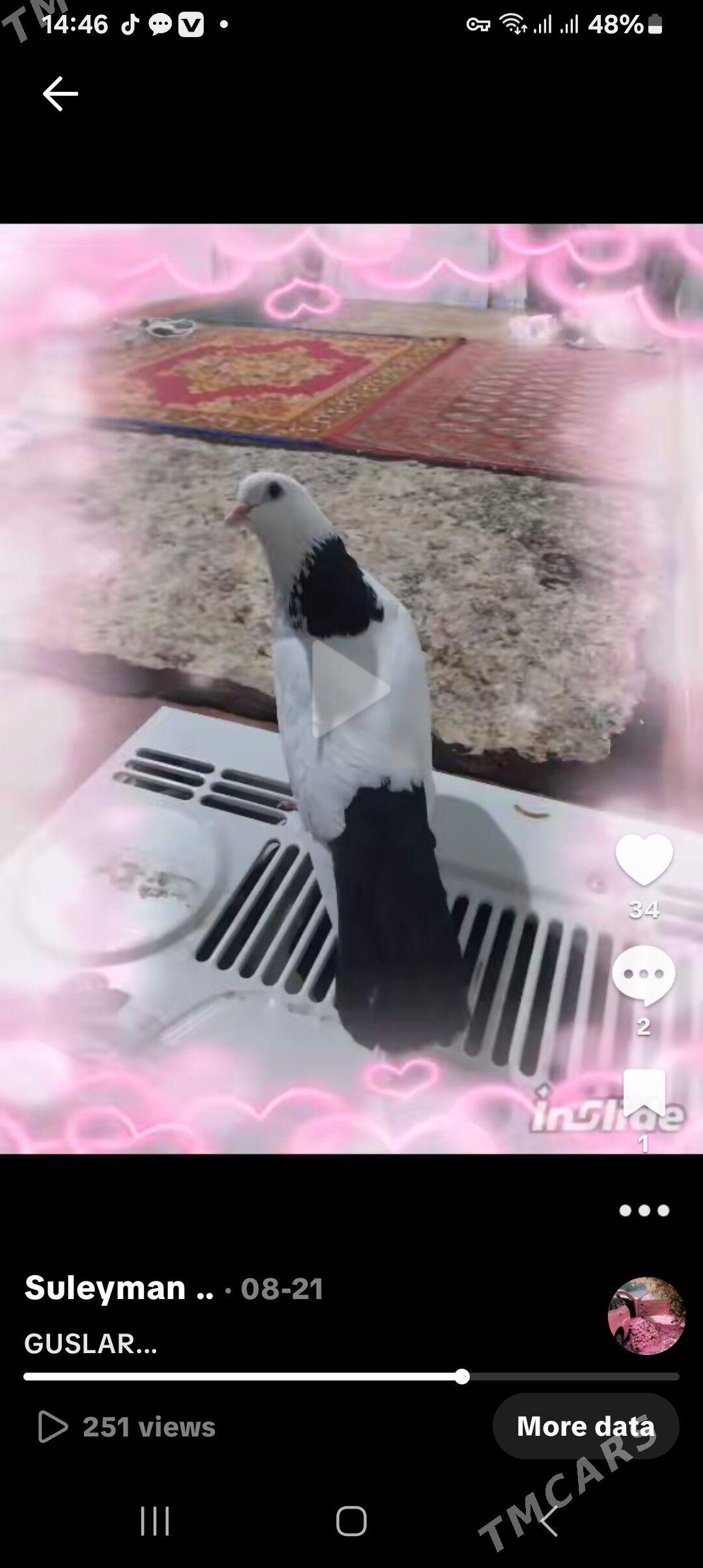 KEPDERI. - Мургап - img 1