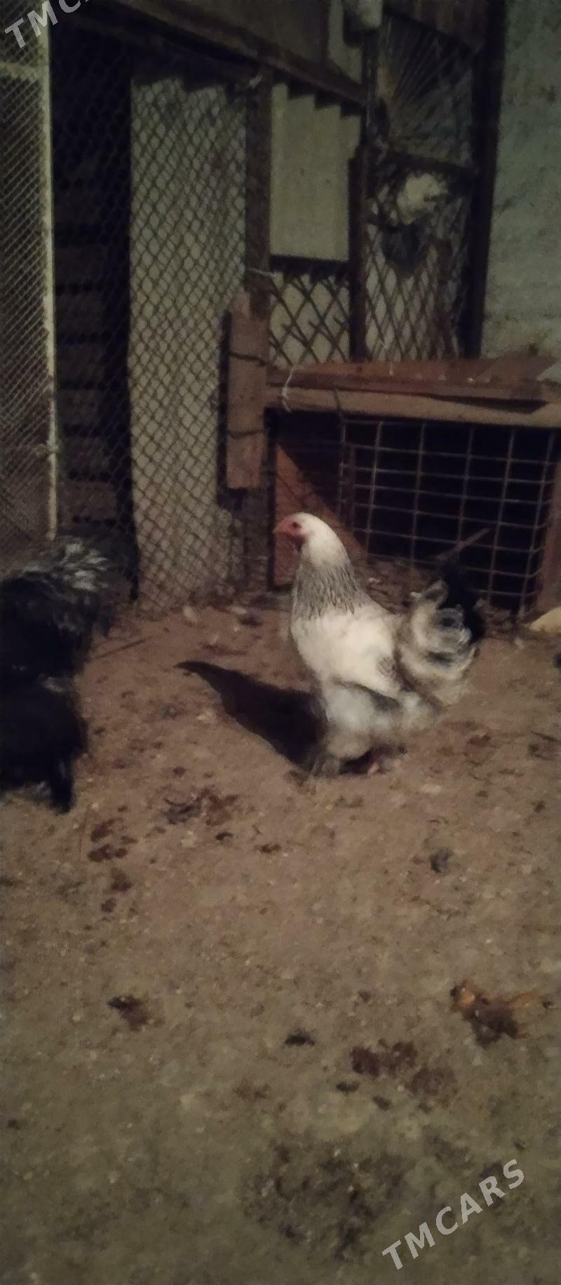 paroda tawuk - Balkanabat - img 1