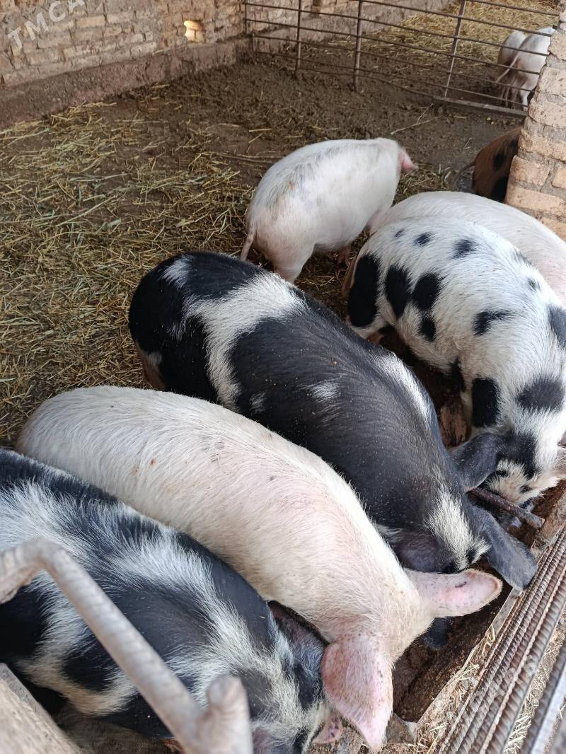 donuz - Чарджоу - img 1