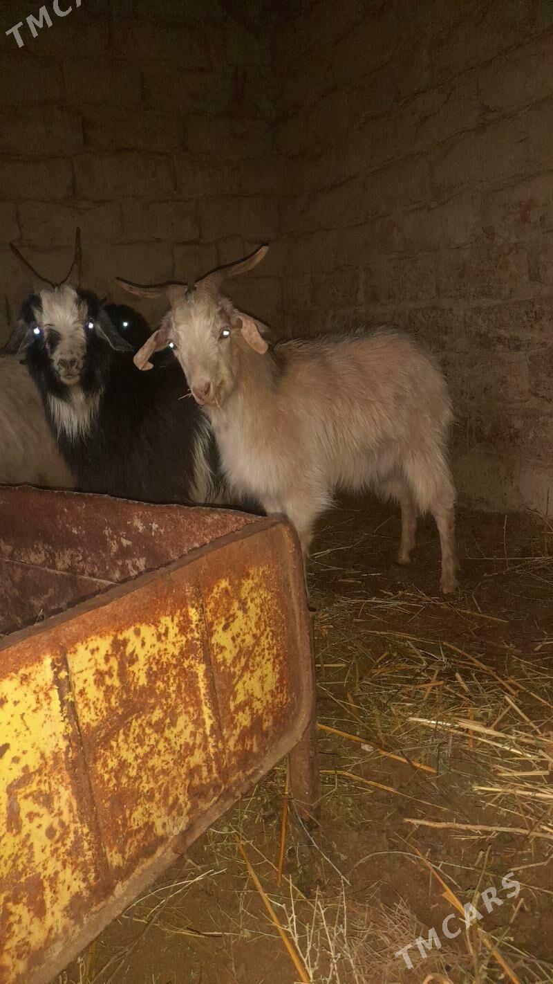 dog geçy - Бахарден - img 1