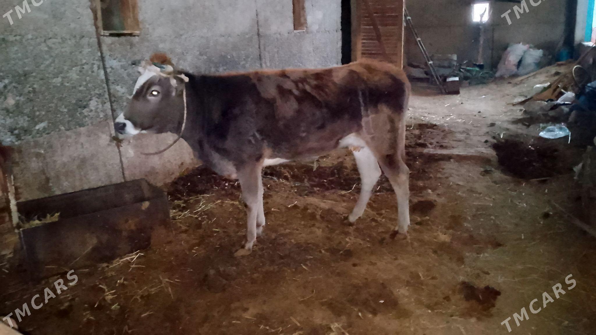 ökuz - Büzmeýin - img 1