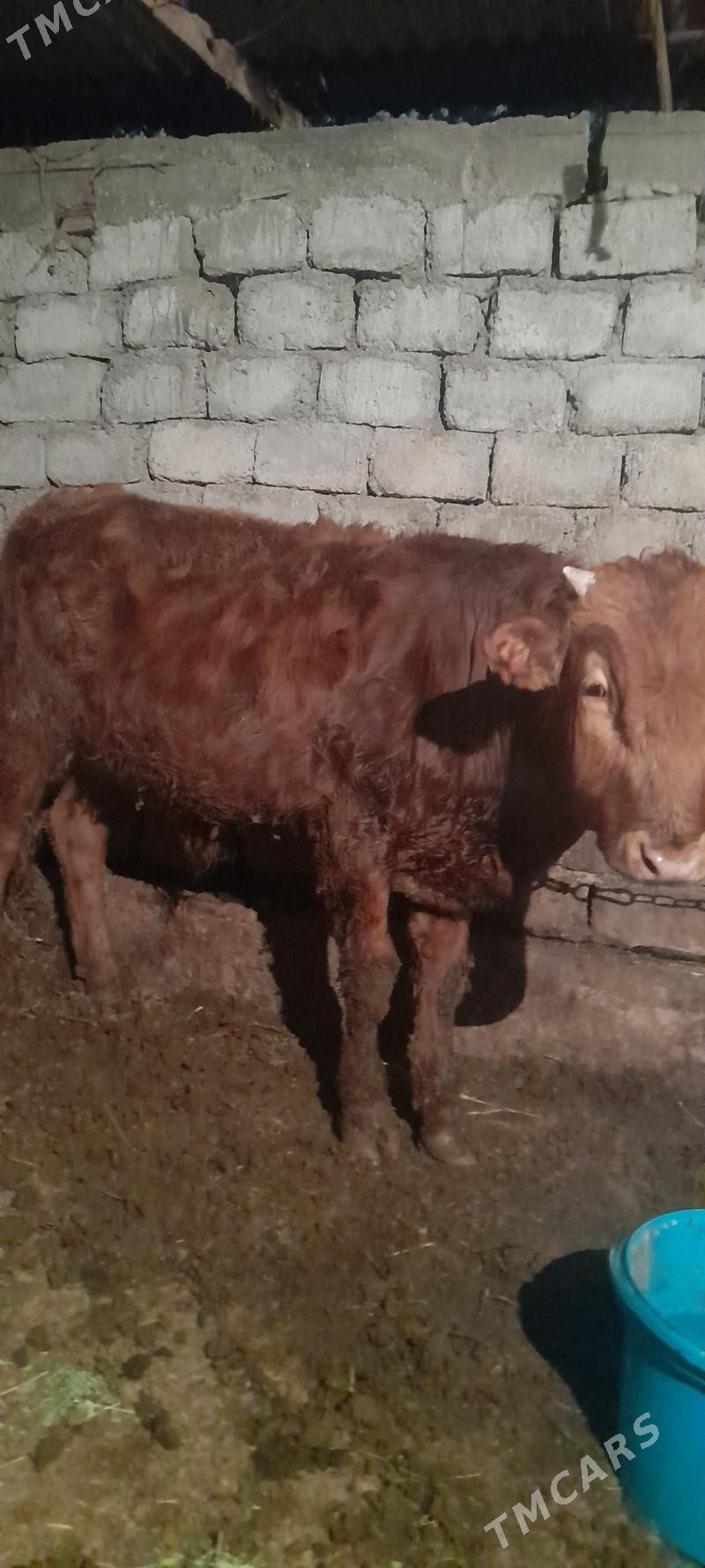 okuz - Aşgabat - img 1