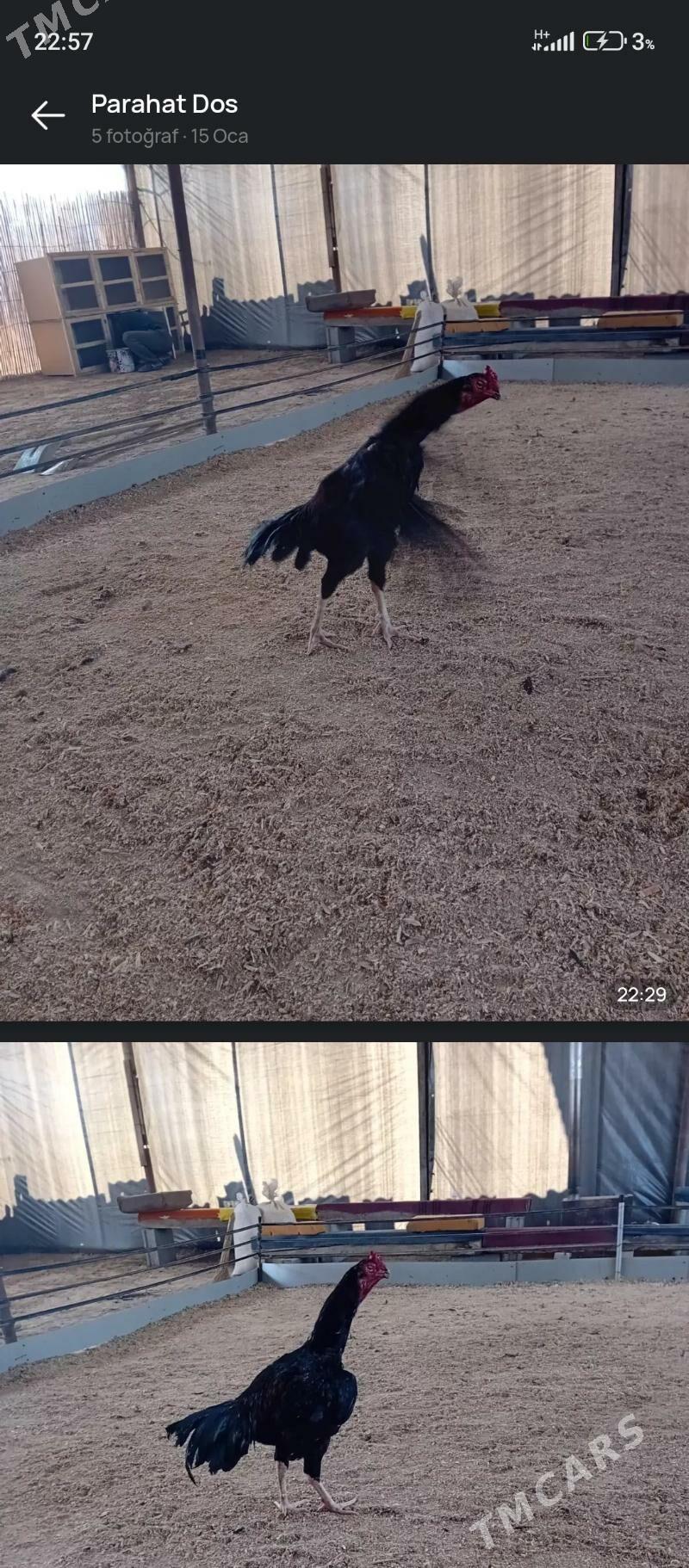 Taşkent - Aşgabat - img 1