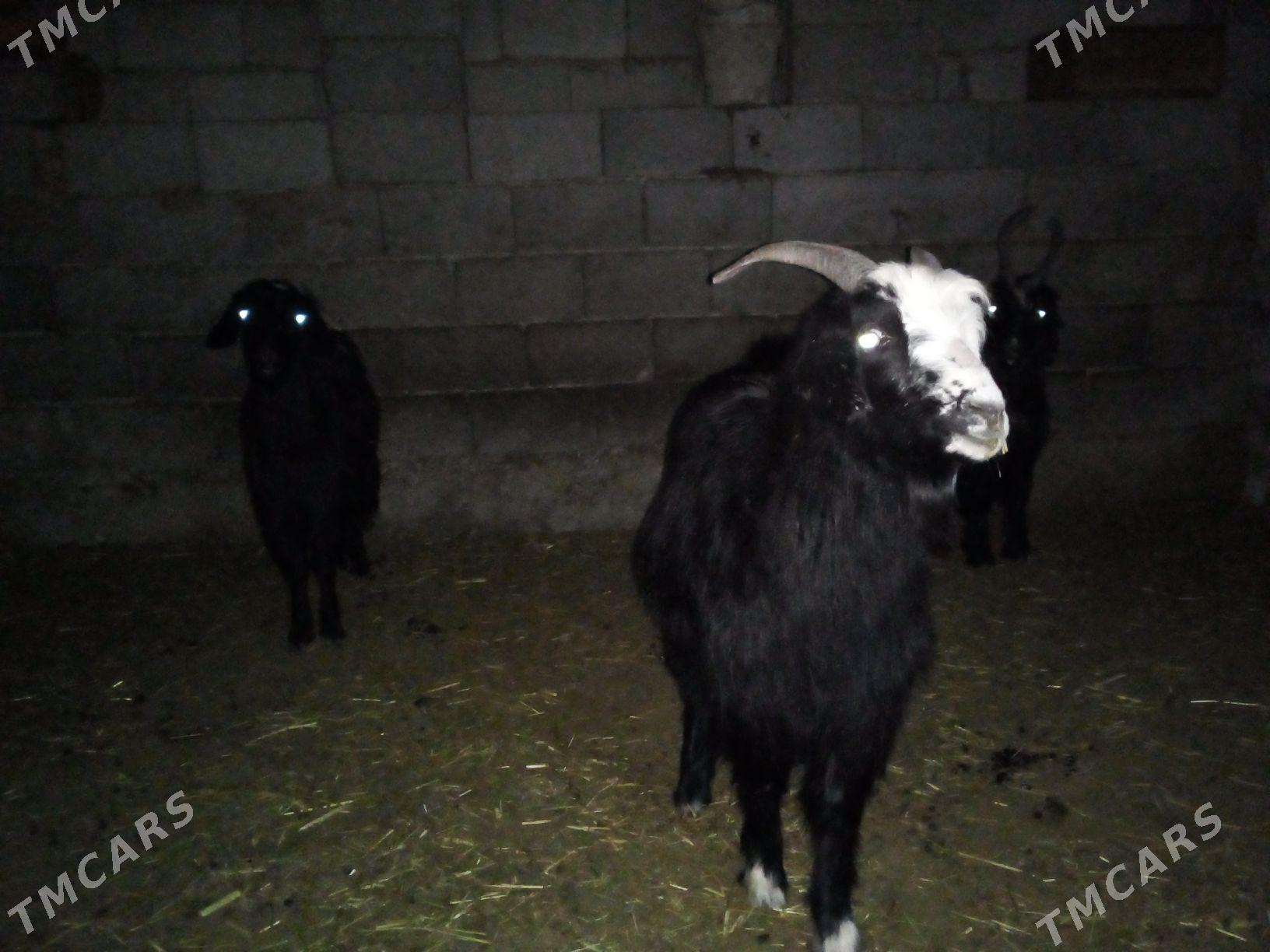 GEÇI - Bäherden - img 1