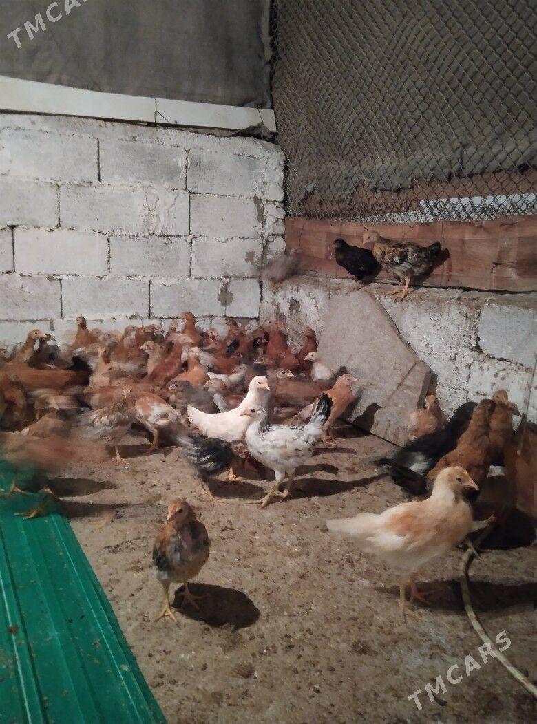 juje - Aşgabat - img 1