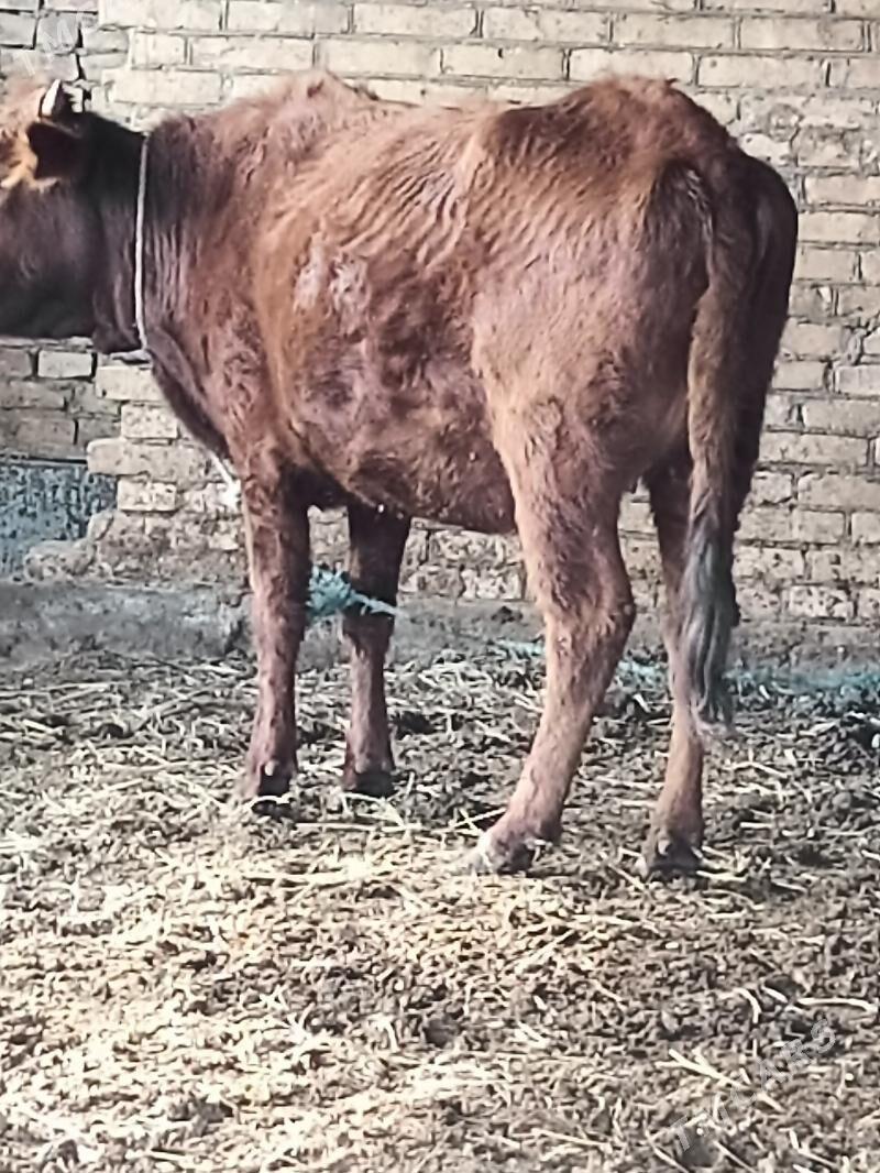 yetlik boğaz unajin - Чарджоу - img 1