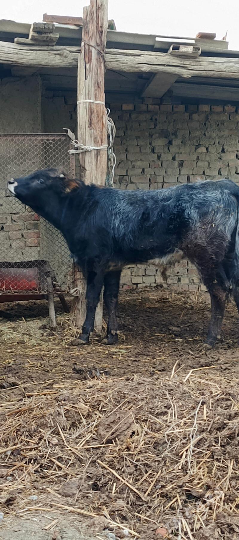 Gibrit Öküz - Bäherden - img 1