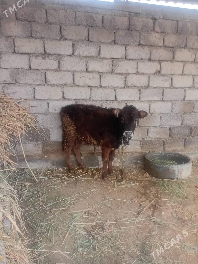 tüwe - Ýaşlyk - img 1