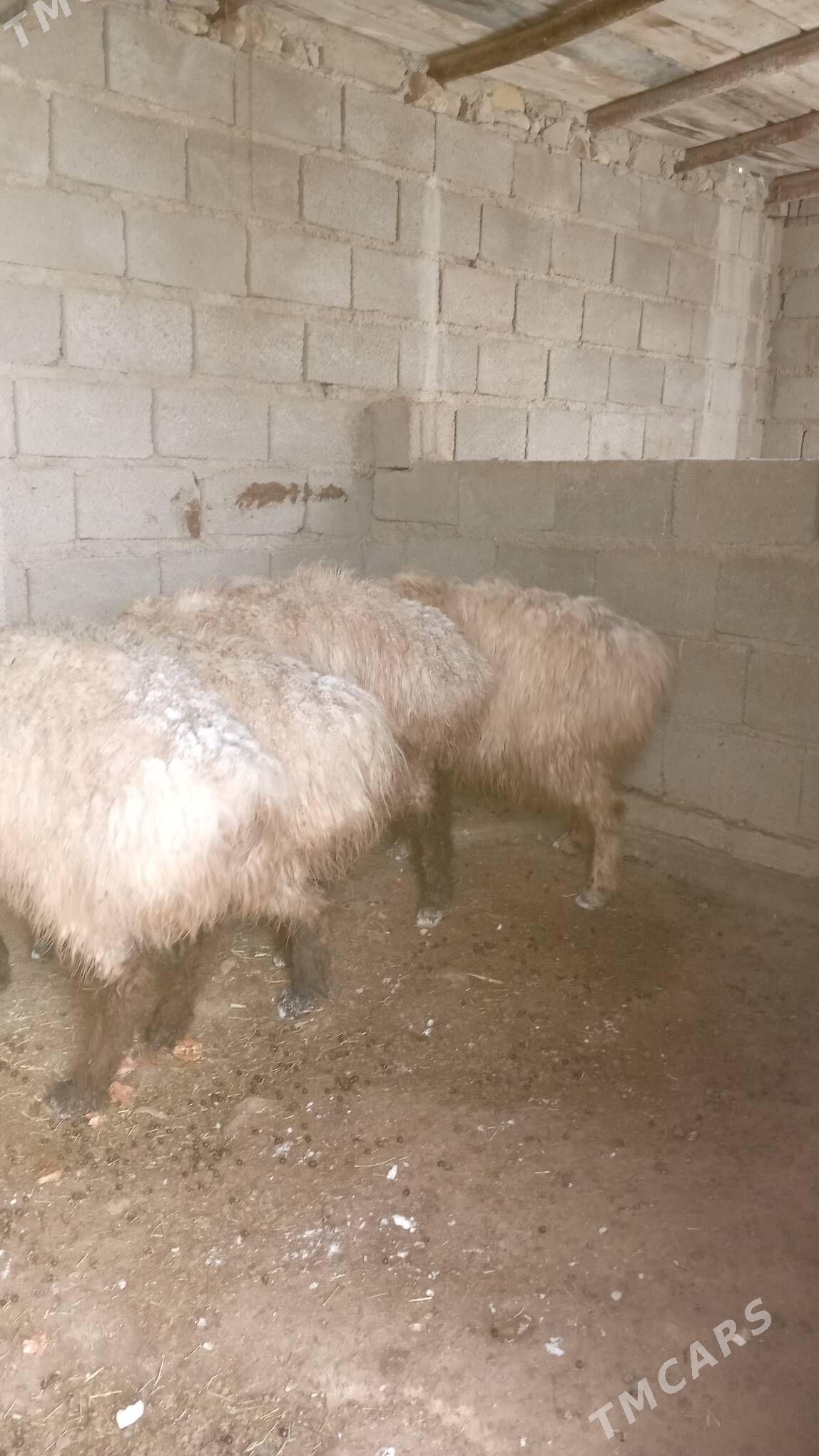 goÿun - Jebel - img 1