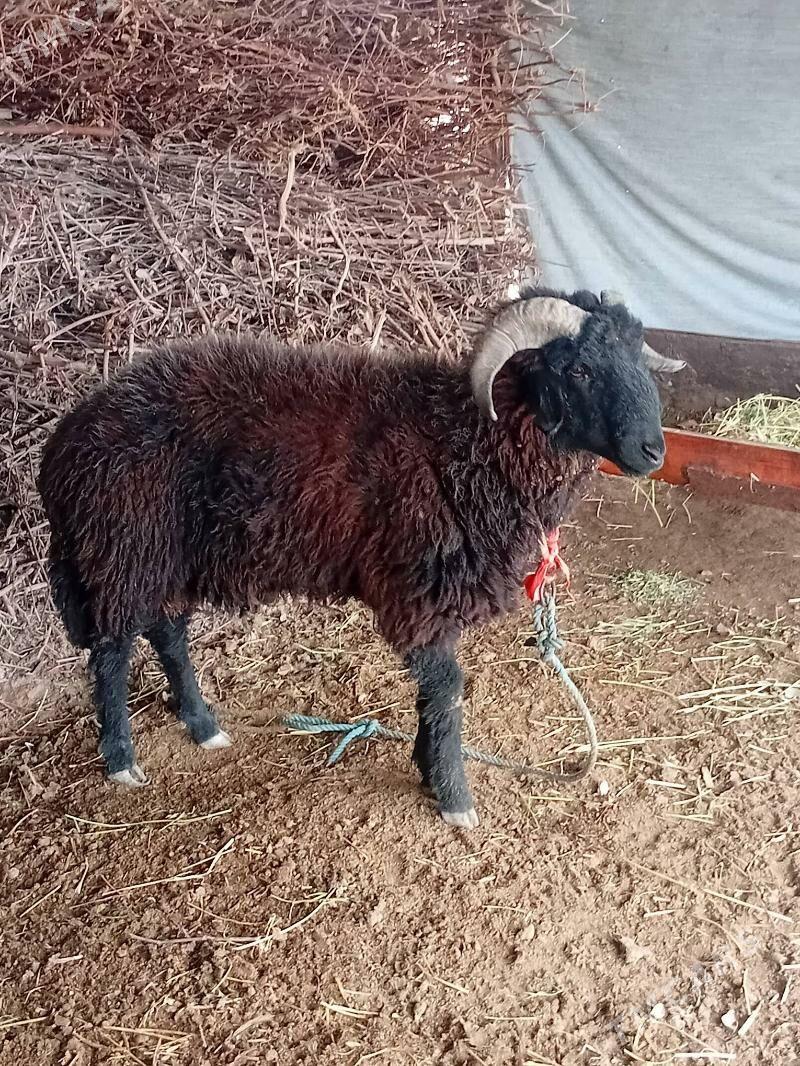 kockar - Туркменабат - img 1