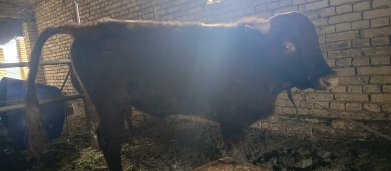 okuz - Мургап - img 1