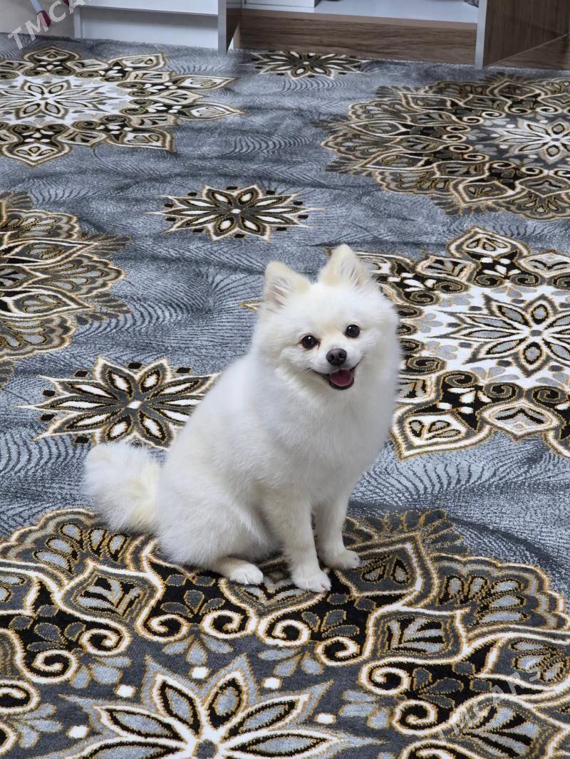 Померанский шпиц - Туркменабат - img 1