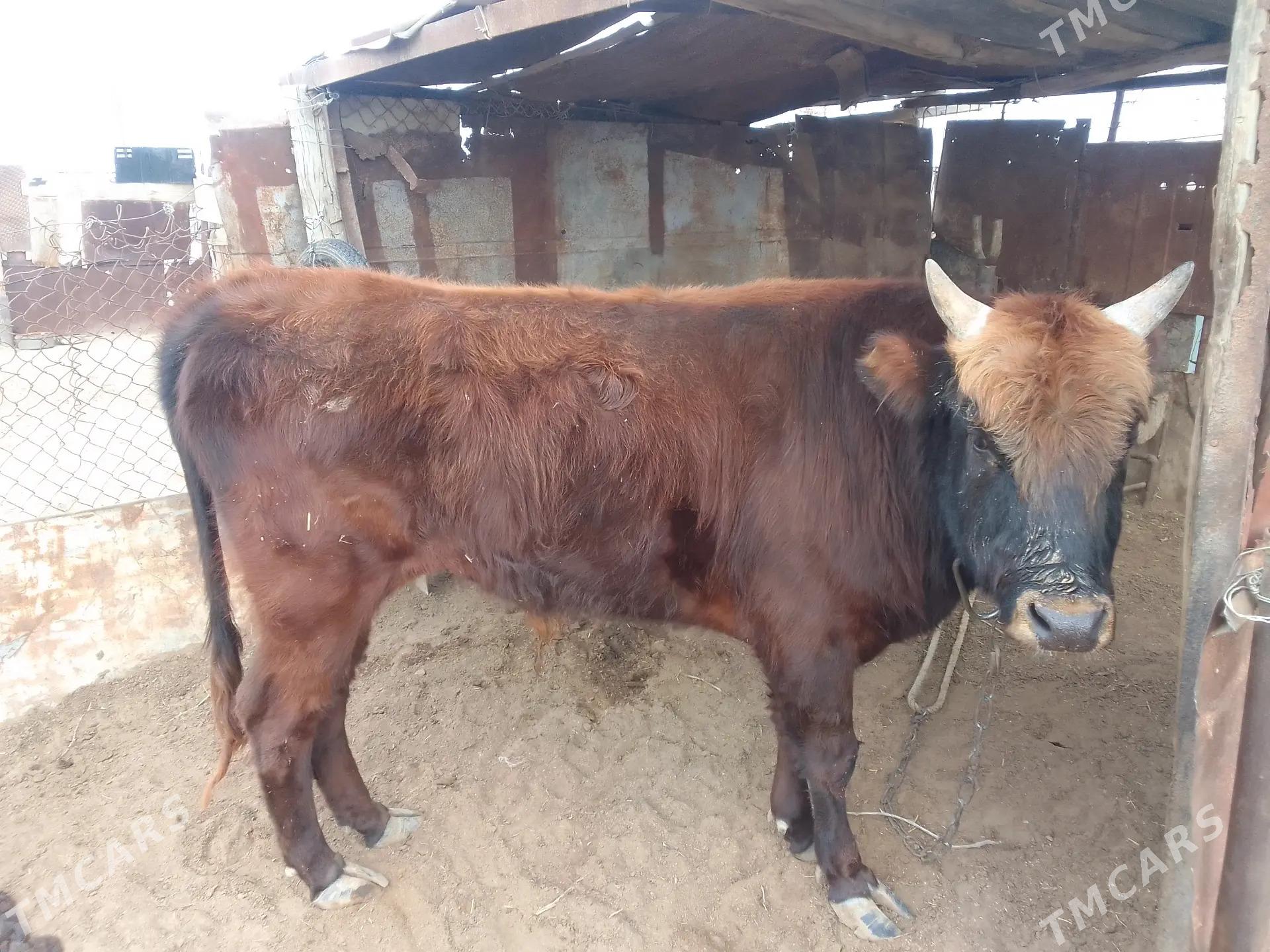 Okuz - Balkanabat - img 1