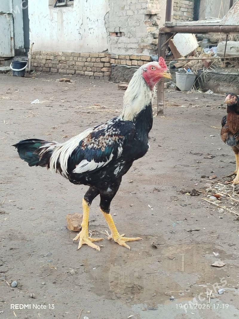 ШАМО ЖУЖЕ - Туркменабат - img 1